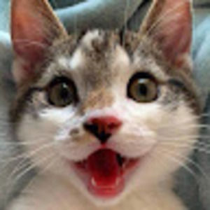 Meet your Posher, Steven